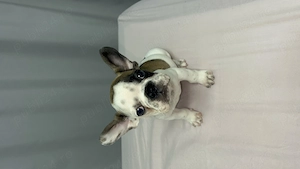 Bulldog francez buldog  - imagine 3