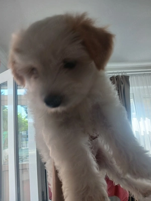 cătelușă mini toy. bichon - imagine 4