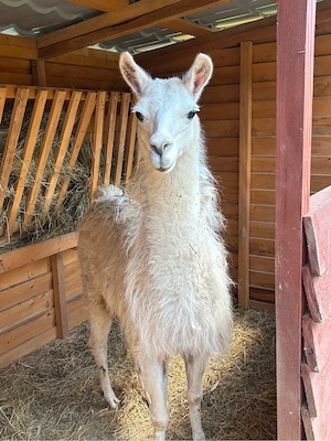 Mascul Lama