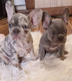 Bulldog francez cu Pedigree