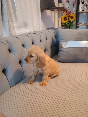 Pui de cocker spaniel de rasă pură  - imagine 5