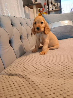 Pui de cocker spaniel de rasă pură  - imagine 2