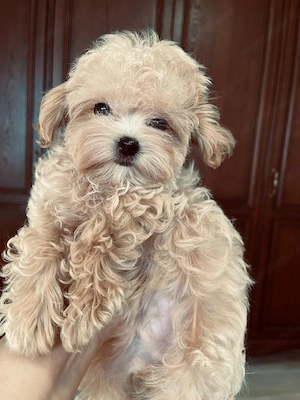 Maltipoo fata