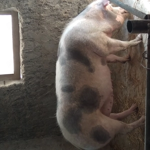 Porci si purcei de vanzare