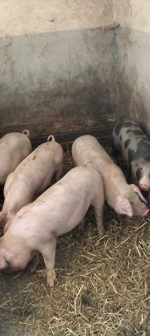 Șoldani de 35 kg, rasă mixtă 