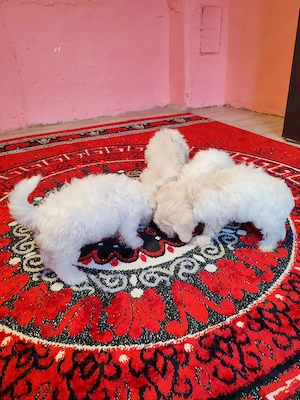 Bichon maltez