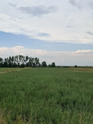 Teren extravilan de  Vanzare in PRECISTANU(Garoafa)- VRANCEA - imagine 2