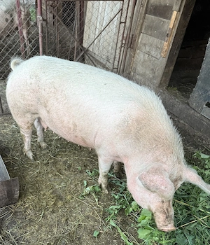 Porc pentru sacrificat  - imagine 2