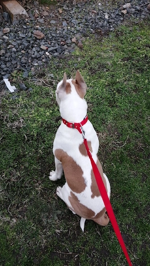 Câine Amstaff