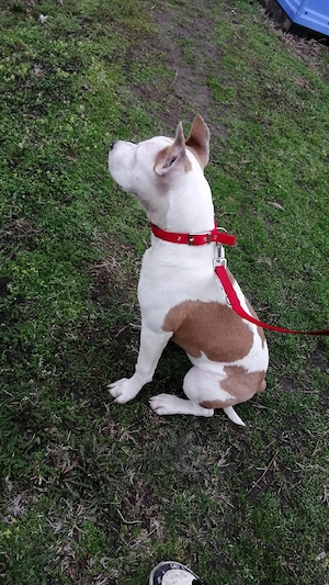 Câine Amstaff - imagine 2