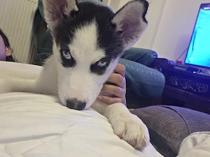Donez Husky Siberian unei familii responsabile