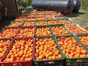 caise coapte la maturitate pentru pălincă sau țuică,