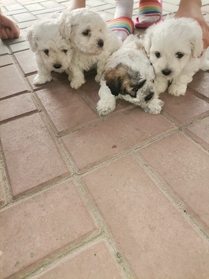 De vânzare bishon malteze 8sapt 3 fete 1 băiat preț 450 RON buc - imagine 2