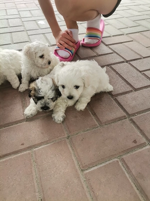 De vânzare bishon malteze 8sapt 3 fete 1 băiat preț 450 RON buc