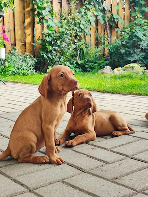 Vizsla visza vijla Maghiar  - imagine 5