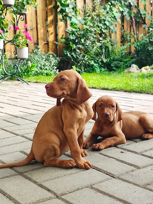Vizsla visza vijla Maghiar  - imagine 4