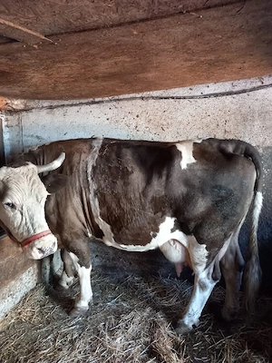 vaca de vanzare - imagine 3