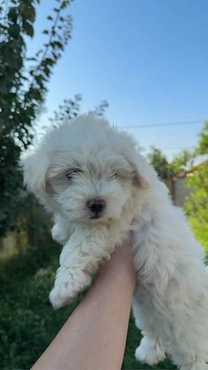 pui de bichon maltez 