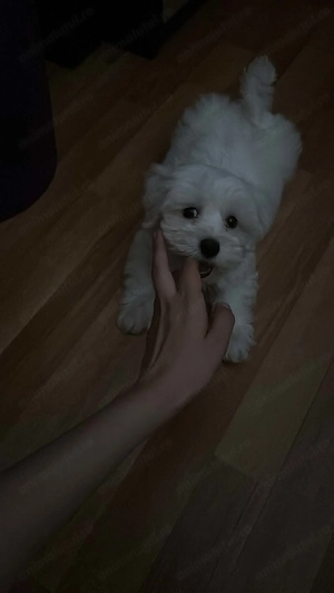 Pui Bichon alb își caută o familie iubitoare