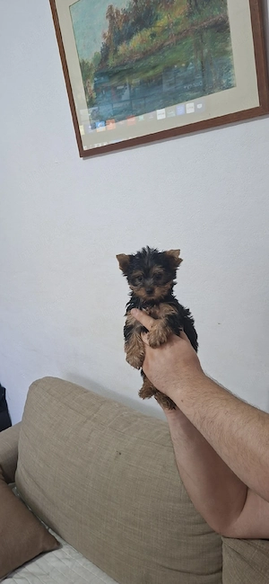 Yorkshire terrier 