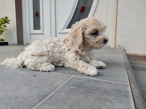 vând pui bichon -pudel  - imagine 5
