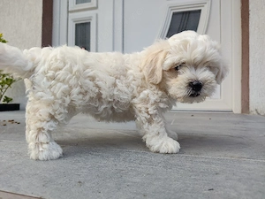 vând pui bichon -pudel  - imagine 3