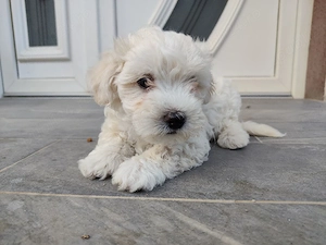 vând pui bichon -pudel  - imagine 2
