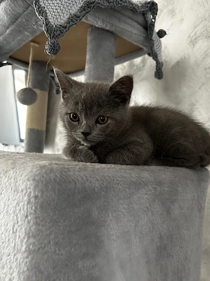    Pui British Shorthair Blue   superb și foarte iubitor