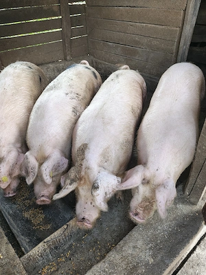 Vând porci - imagine 3