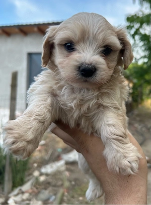Catelusi Bichon 