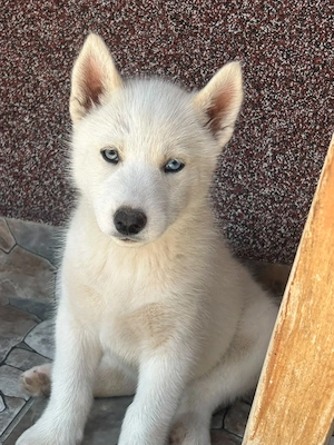 Vând 5 pui Husky Siberian  - imagine 4