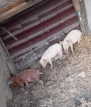 Vând purcei de 8 săptămâni. - imagine 4