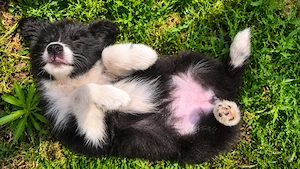 Pui Border Collie Alb cu Negru - imagine 3