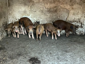 Purcei de vanzare!