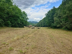 Un colt de natura intre padure si parau - imagine 3