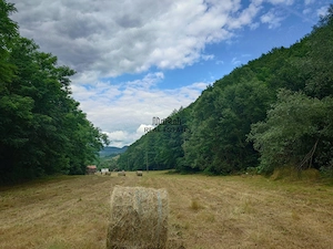 Un colt de natura intre padure si parau - imagine 8