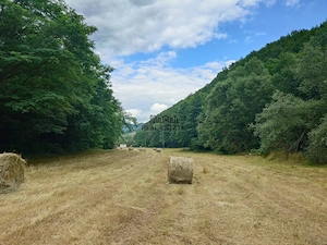 Un colt de natura intre padure si parau