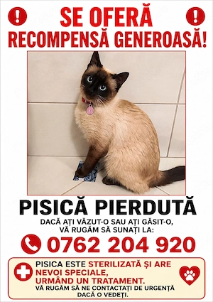 Pierdut pisica siameza birmaneza 