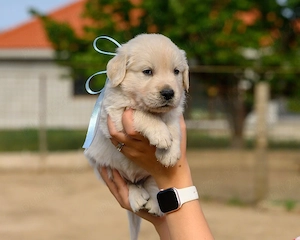 Vand pui Golden Retriever 