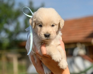 Vand pui Golden Retriever  - imagine 5