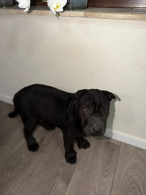 Cățel Sharpei