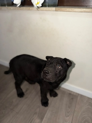 Cățel Sharpei - imagine 4