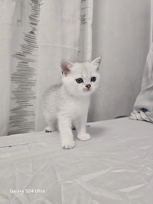 British Tabby - imagine 5