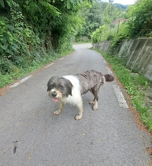 Adoptie responsabila ciobanesc