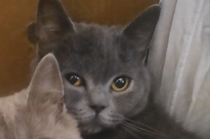 British shorthair blue și lilac femele 