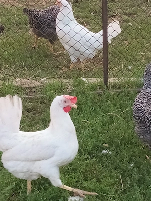 Puicuțe rasa Leghorn  - imagine 2