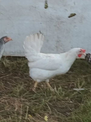 Puicuțe rasa Leghorn  - imagine 5