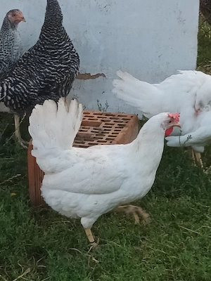 Puicuțe rasa Leghorn 