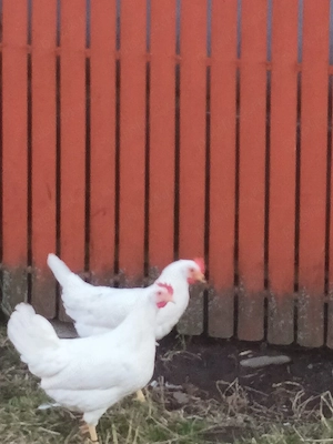 Puicuțe rasa Leghorn 