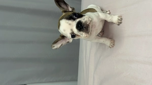 Bulldog francez 